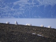 six arctic hares.JPG